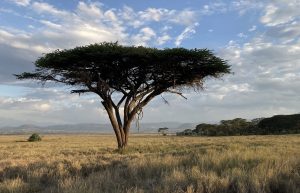 The Iconic Acacia Tree - Laikipia Wildlife Conservancy